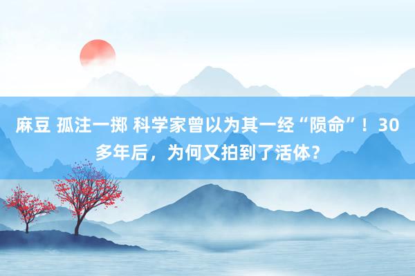 麻豆 孤注一掷 科学家曾以为其一经“陨命”！30多年后，为何又拍到了活体？