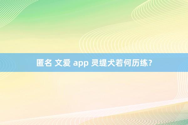 匿名 文爱 app 灵缇犬若何历练？